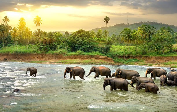 Sri Lanka Open Group